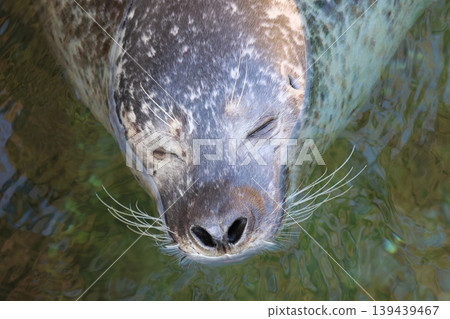 Close-up of a harbor seal swimming in clear water, with its eyes closed and whiskers visible, showcasing the animal's unique facial features and textures 139439467