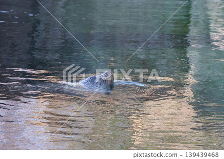 Sea lion swimming in calm water, partially submerged with its head above the surface, reflecting light from surrounding environment in a natural habitat 139439468