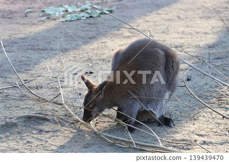 Australian Wildlife: Wallaby Foraging in Sunlit Habitat for Nature Conservation Theme Australian Wildlife: Wallaby Foraging in Sunlit Habitat for Nature Conservation Theme 139439470