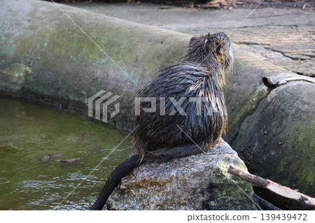 Back View of a Wet Nutria Resting on Rock by Green Pond Back View of a Wet Nutria Resting on Rock by Green Pond 139439472