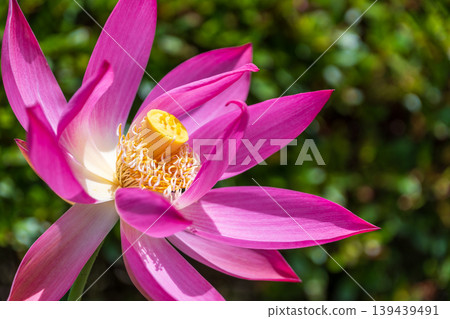 A summer scene with vibrant pink lotus flowers in bloom. A summer scene with vibrant pink lotus flowers in bloom. 139439491