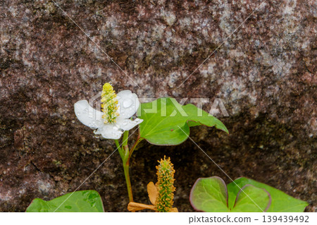 White houttuynia flowers and raindrops blooming on the rocky surface after the rain. White houttuynia flowers and raindrops blooming on the rocky surface after the rain. 139439492