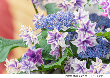 The rainy season scenery is adorned with gorgeous double-flowered hydrangeas. The rainy season scenery is adorned with gorgeous double-flowered hydrangeas. 139439502