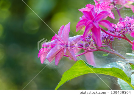Hydrangeas translucent in the early summer light and the beauty of nature's forms. 139439504