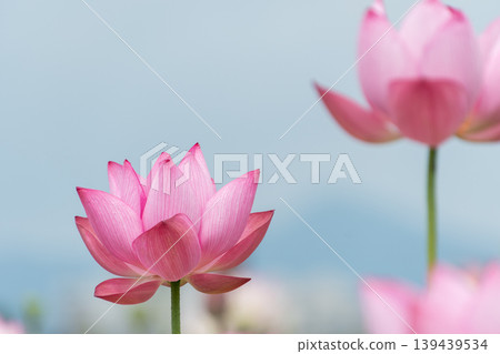 Pale pink lotus flowers and buds stand out against the blue sky. Pale pink lotus flowers and buds stand out against the blue sky. 139439534