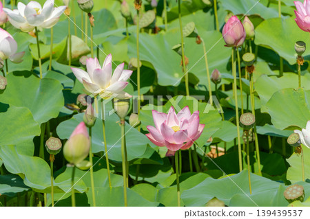 夏日水邊景色,蓮花盛開,綠葉蔥鬱。 夏日水邊景色,蓮花盛開,綠葉蔥鬱。 139439537