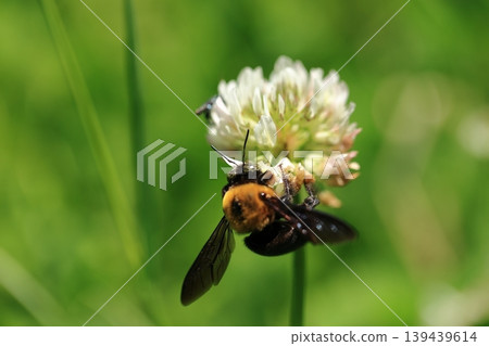 Bumblebee (male) and white clover (5) 139439614
