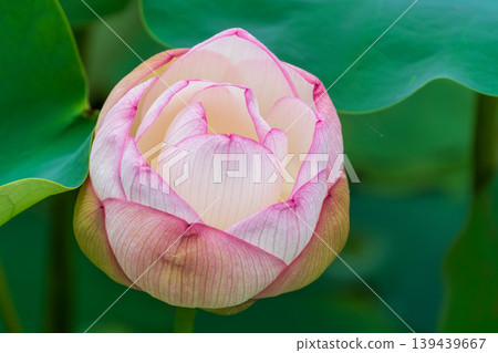 蓮花花蕾的特寫和柔和的漸變效果。 蓮花花蕾的特寫和柔和的漸變效果。 139439667