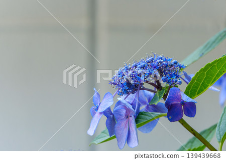 鮮豔的藍色繡球花和留白 139439668