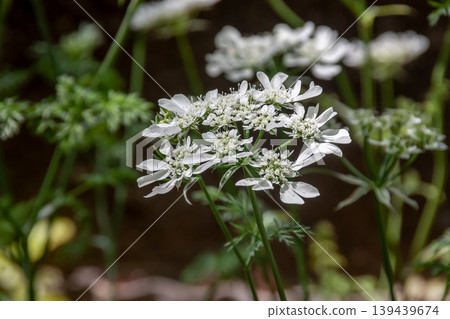 Orlaya grandiflora makes a stylish addition to bouquets. 139439674