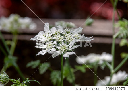 Orlaya grandiflora makes a stylish addition to bouquets. 139439675