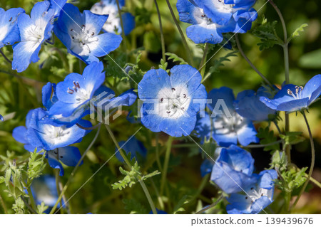 藍花草,一種美麗的藍色花朵(紫草科) 藍花草,一種美麗的藍色花朵(紫草科) 139439676
