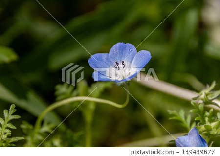 藍花草，一種美麗的藍色花朵（紫草科） 139439677