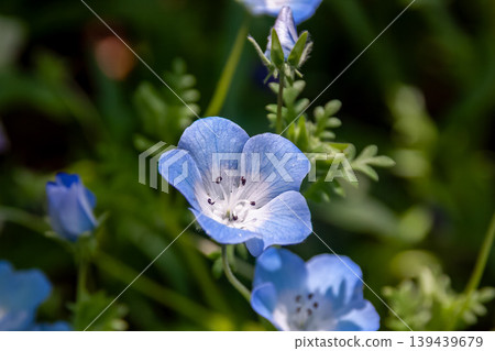 藍花草,一種美麗的藍色花朵(紫草科) 藍花草,一種美麗的藍色花朵(紫草科) 139439679
