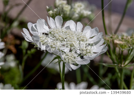 Orlaya grandiflora makes a stylish addition to bouquets. 139439680