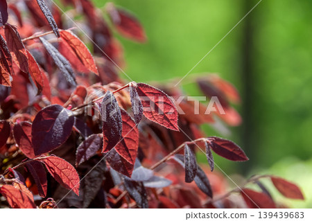 紅花楹(Loropetalum chinense),一種常見的園林和公園樹木(金縷梅科) 紅花楹(Loropetalum chinense),一種常見的園林和公園樹木(金縷梅科) 139439683