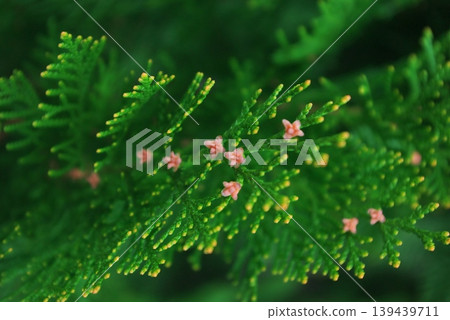 針葉樹的綠葉上盛開著粉紅色的小花。 139439711