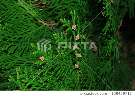 The green branches and leaves of the conifer and the small flowers that bloom at their tips. The green branches and leaves of the conifer and the small flowers that bloom at their tips. 139439712