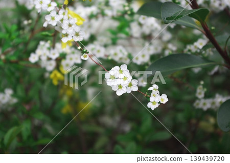 Branches of Spiraea with small white flowers and green leaves Branches of Spiraea with small white flowers and green leaves 139439720
