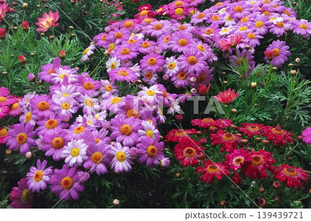 Pink and red marguerite flowers, wet with raindrops 139439721