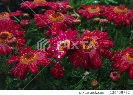 Red and crimson marguerite flowers, wet with raindrops Red and crimson marguerite flowers, wet with raindrops 139439722