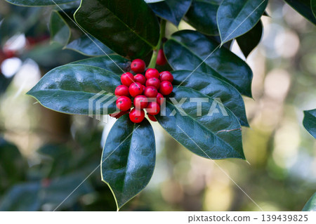 Winterberry Holly twig, Ilex aquifolium, red berries and green leaves close up. Winterberry Holly twig, Ilex aquifolium, red berries and green leaves close up. 139439825