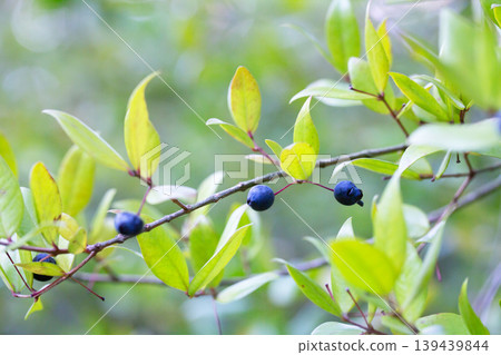 Myrtus communis with fruits, the Common myrtle, from the family Myrtaceae - a typical Mediterranean plant 139439844