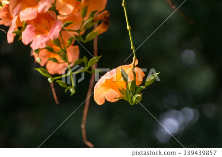A scene of orange trumpet flowers hanging down, illuminated by the dappled sunlight of summer. A scene of orange trumpet flowers hanging down, illuminated by the dappled sunlight of summer. 139439857