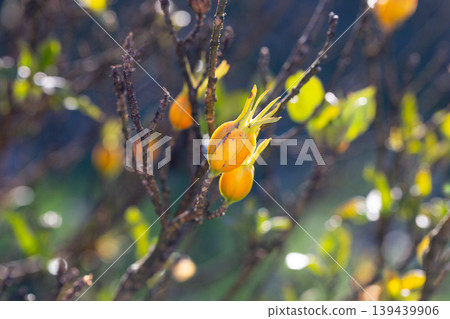 Ripe orange gardenia fruits on a Gardenia jasminoides branch in winter. Ripe orange gardenia fruits on a Gardenia jasminoides branch in winter. 139439906