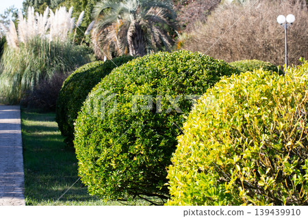 Euonymus japonicus or evergreen spindle bright green pruned shrubs. Globe form topiary with glossy foliage. Japanese spindle ornamental plant in the public garden in in the Southern Cultures Park 139439910