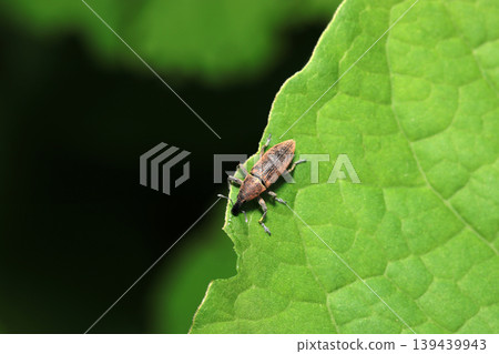 An adult weevil with a long black nose and a rusty reddish color is found on a leaf of a Polygonaceae plant (Strobe macro photography of a Japanese natural insect ecology specimen). An adult weevil with a long black nose and a rusty reddish color is found on a leaf of a Polygonaceae plant (Strobe macro photography of a Japanese natural insect ecology specimen). 139439943