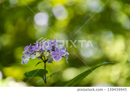 Purple hydrangeas shining in the dappled sunlight against a beautiful bokeh background. Purple hydrangeas shining in the dappled sunlight against a beautiful bokeh background. 139439945