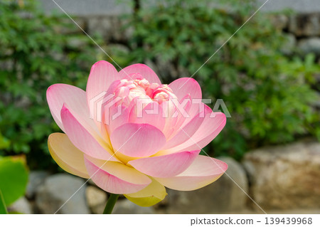 A beautiful summer scene with pale pink lotus flowers in bloom. 139439968