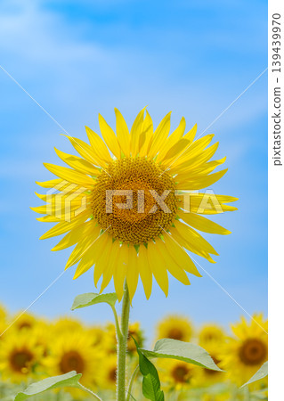 A single sunflower stretching straight towards the blue sky 139439970