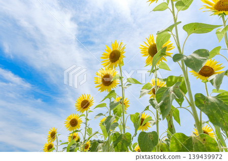 A low-angle shot of a midsummer sky and tall sunflowers. A low-angle shot of a midsummer sky and tall sunflowers. 139439972