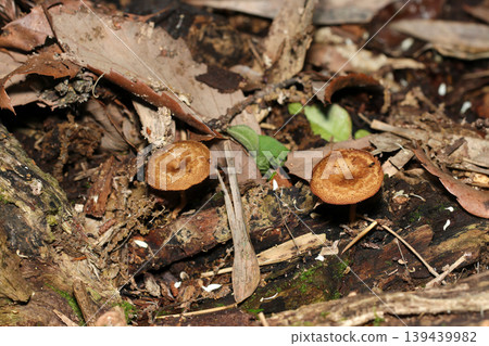 A scene of two *Pholiota japonica* mushrooms growing on the forest floor of decaying wood and fallen leaves (Outdoor field fungus/mushroom ecology macro photography) A scene of two *Pholiota japonica* mushrooms growing on the forest floor of decaying wood and fallen leaves (Outdoor field fungus/mushroom ecology macro photography) 139439982