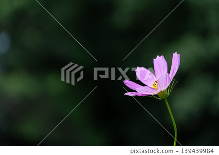 秋季波斯菊 139439984