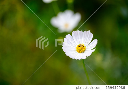 Autumn cosmos flowers Autumn cosmos flowers 139439986