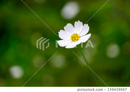Autumn cosmos flowers 139439987