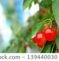 Cherries, Sato Nishiki variety, almost ready for harvest, a seasonal fruit. 139440030