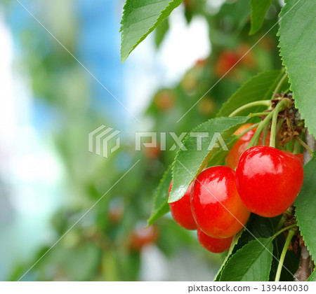 Cherries, Sato Nishiki variety, almost ready for harvest, a seasonal fruit. Cherries, Sato Nishiki variety, almost ready for harvest, a seasonal fruit. 139440030