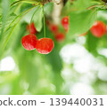Cherries, Sato Nishiki variety, almost ready for harvest, a seasonal fruit. 139440031