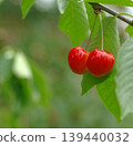 Cherries, Sato Nishiki variety, almost ready for harvest, a seasonal fruit. 139440032
