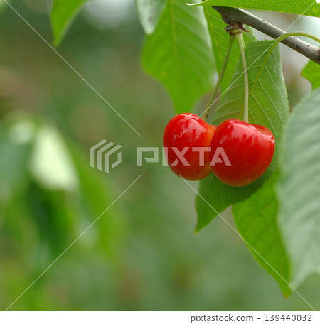 Cherries, Sato Nishiki variety, almost ready for harvest, a seasonal fruit. Cherries, Sato Nishiki variety, almost ready for harvest, a seasonal fruit. 139440032