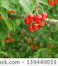 Cherries, Sato Nishiki variety, almost ready for harvest, a seasonal fruit. 139440033