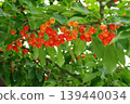 Cherries, Sato Nishiki variety, almost ready for harvest, a seasonal fruit. 139440034