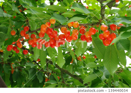Cherries, Sato Nishiki variety, almost ready for harvest, a seasonal fruit. Cherries, Sato Nishiki variety, almost ready for harvest, a seasonal fruit. 139440034
