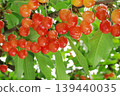 Cherries, Sato Nishiki variety, almost ready for harvest, a seasonal fruit. 139440035