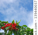 Cherries, Sato Nishiki variety, almost ready for harvest, a seasonal fruit. 139440037