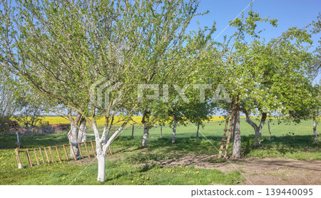 An orchard in the spring. An orchard in the spring. 139440095
